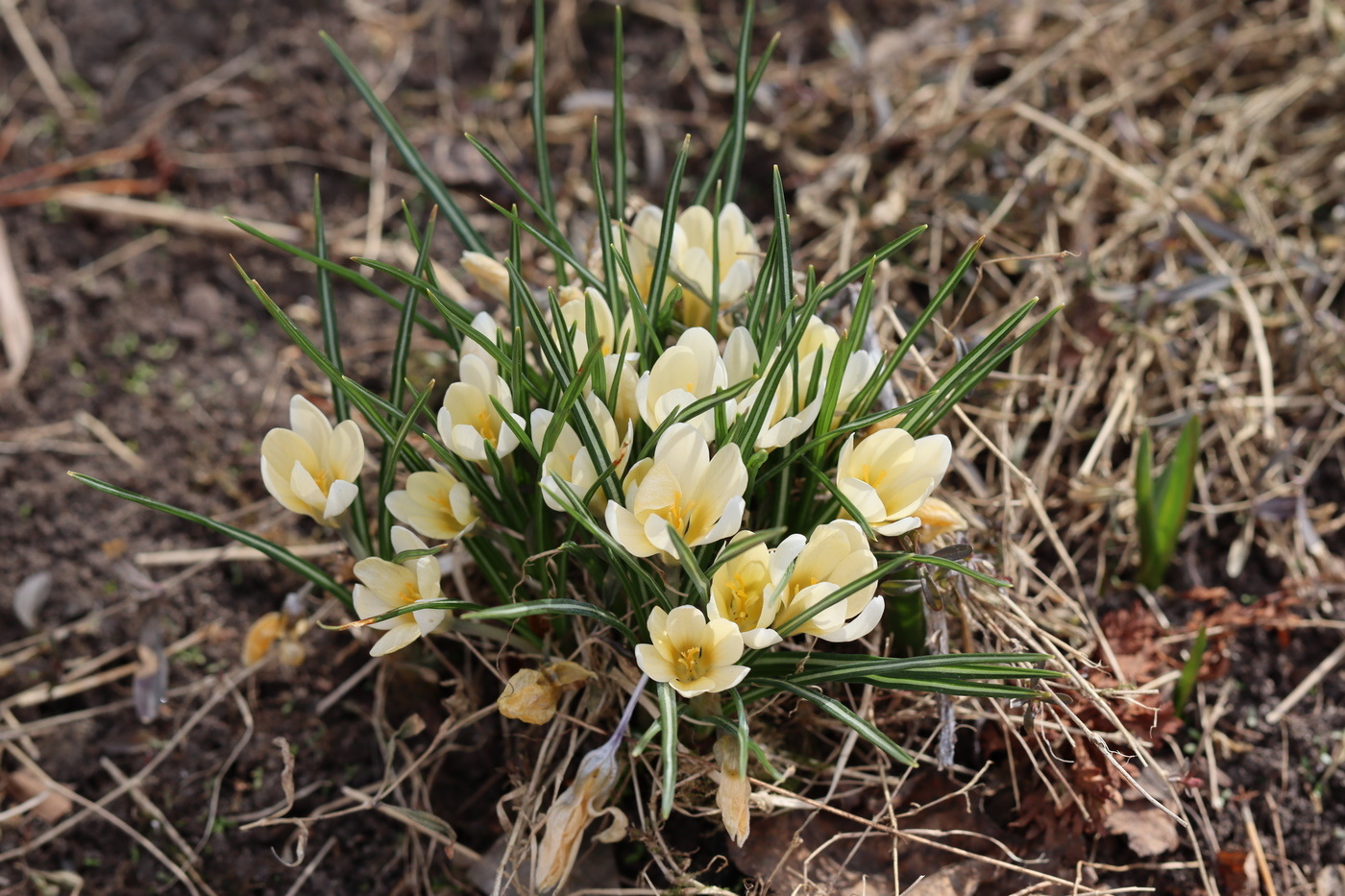 Image of Crocus chrysanthus specimen.