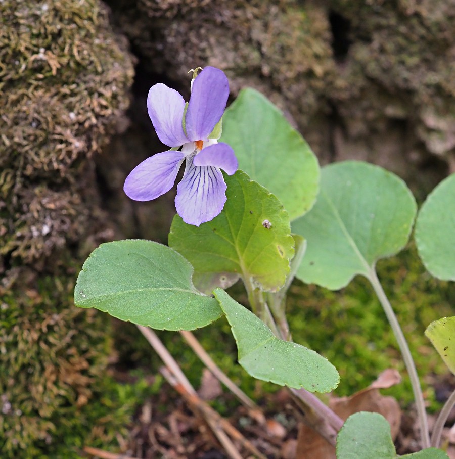 Image of Viola rupestris specimen.