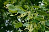 Tilia begoniifolia. Часть ветви с бутонизирующими соцветиями. Краснодарский край, Лазаревский р-н, мкр-н Дагомыс, гора Успенка, 170 м н.у.м., лес. 12.06.2022.