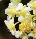 Physocarpus ribesifolia. Цветки (вид со стороны чашечек). Приморский край, окр. г. Дальнегорск, на скалах. 10.06.2022.