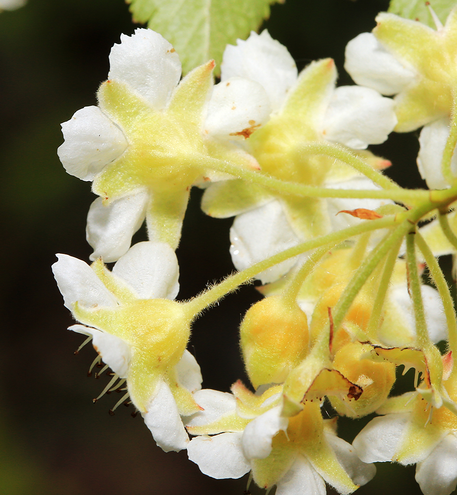 Image of Physocarpus ribesifolia specimen.