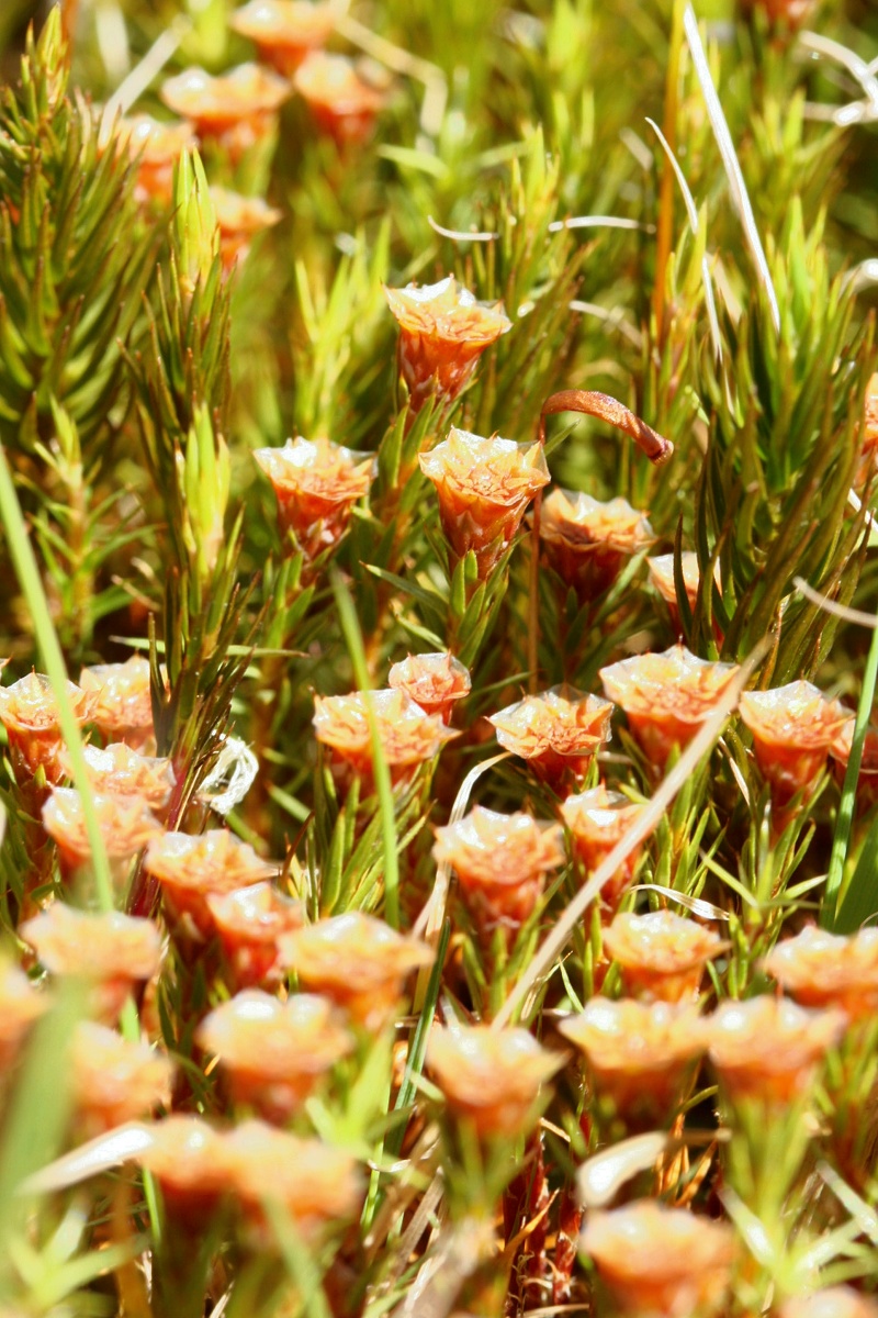 Image of Polytrichum swartzii specimen.