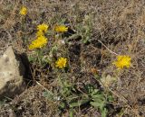 Picris hieracioides
