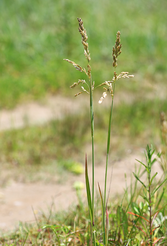 Image of Arctopoa eminens specimen.