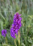 Dactylorhiza euxina. Соцветие. Республика Ингушетия, Джейрахский р-н, окр. ур. Ний, высота 1760 м н.у.м, заболоченный участок на краю грунтовой дороги. 20 июня 2022 г.