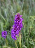 Dactylorhiza euxina