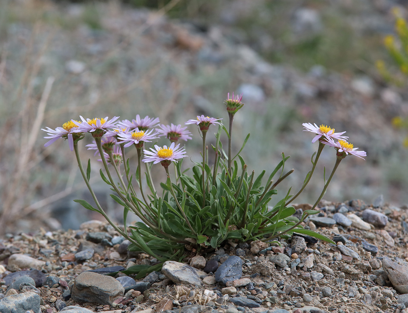 Image of Aster alpinus specimen.