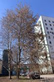 Populus tremula. Взрослое дерево с цветущими побегами. Санкт-Петербург, Приморский р-н, окр. пересечения просп. Авиаконструкторов и ул. Шаврова, в культуре(?). 22.04.2022.