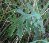 Senecio viscosus