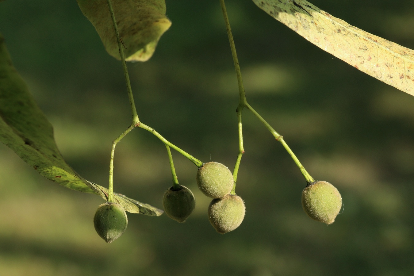 Image of Tilia americana specimen.