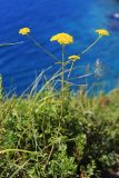 Patrinia scabiosifolia