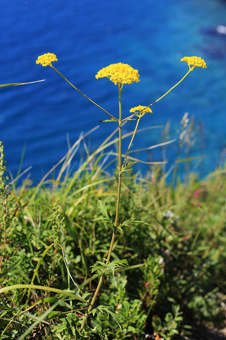 Изображение особи Patrinia scabiosifolia.