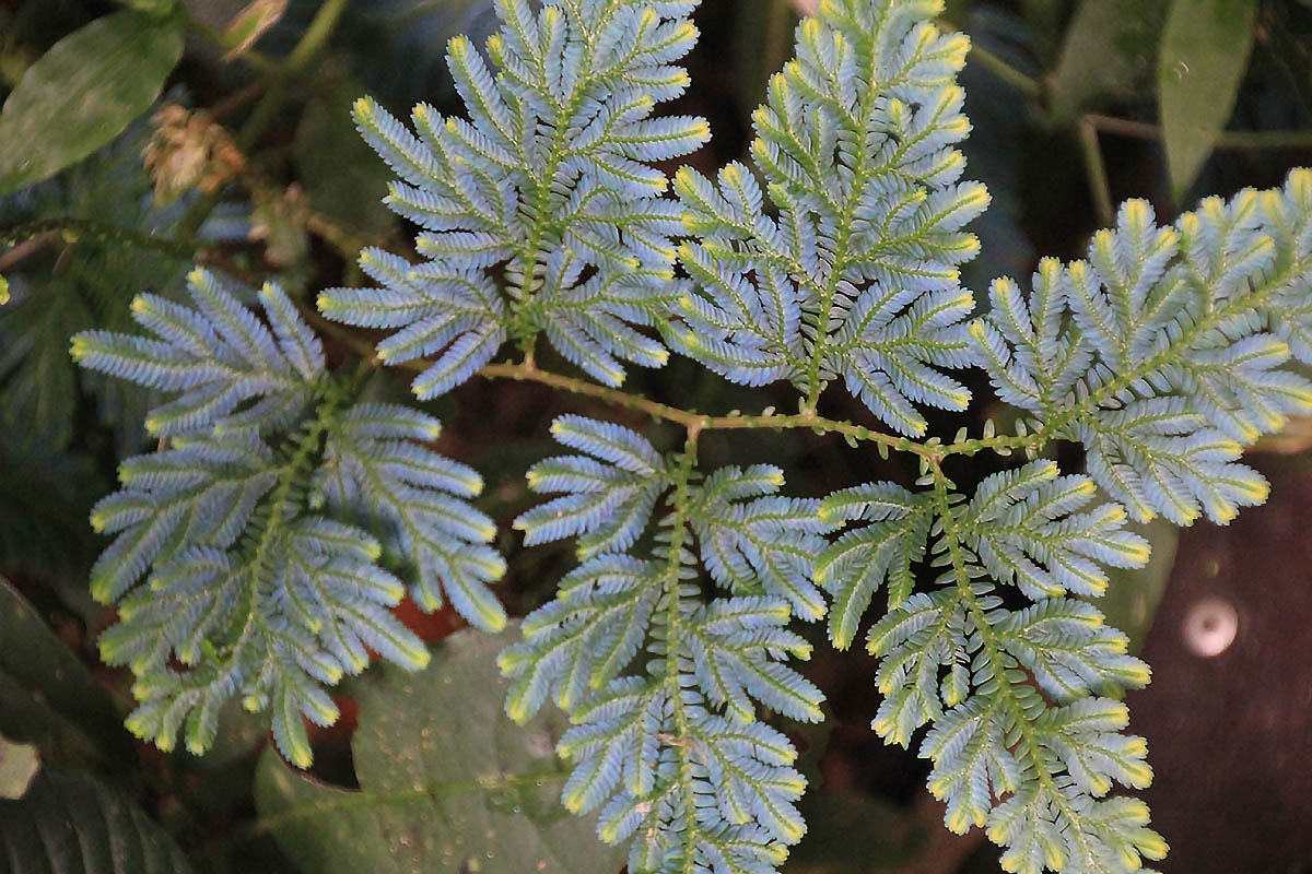 Image of genus Selaginella specimen.