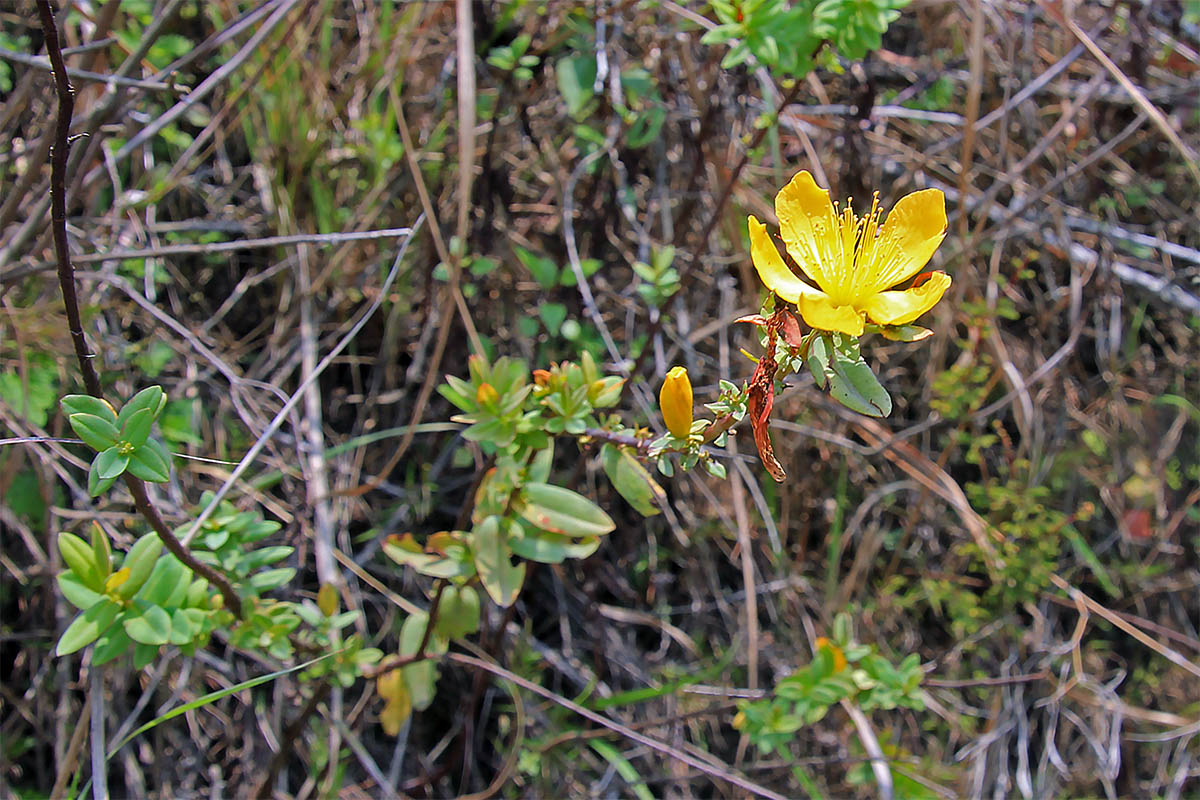 Изображение особи род Hypericum.