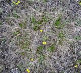 Carex humilis