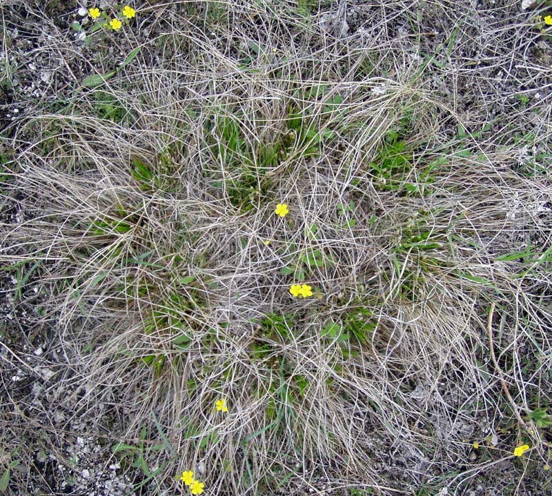 Image of Carex humilis specimen.