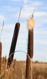 Typha angustifolia. Зрелое соплодие с осыпающимися семенами. Калужская обл., Медынский р-н, окр. дер. Никитск, правый берег руч. Бычок (протекает через Никитск), 500 м выше деревни, у бобровой плотины. 8 октября 2022 г.