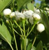 Crataegus monogyna