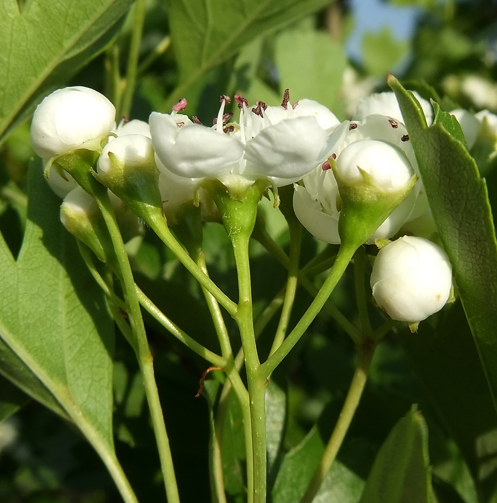 Image of Crataegus monogyna specimen.