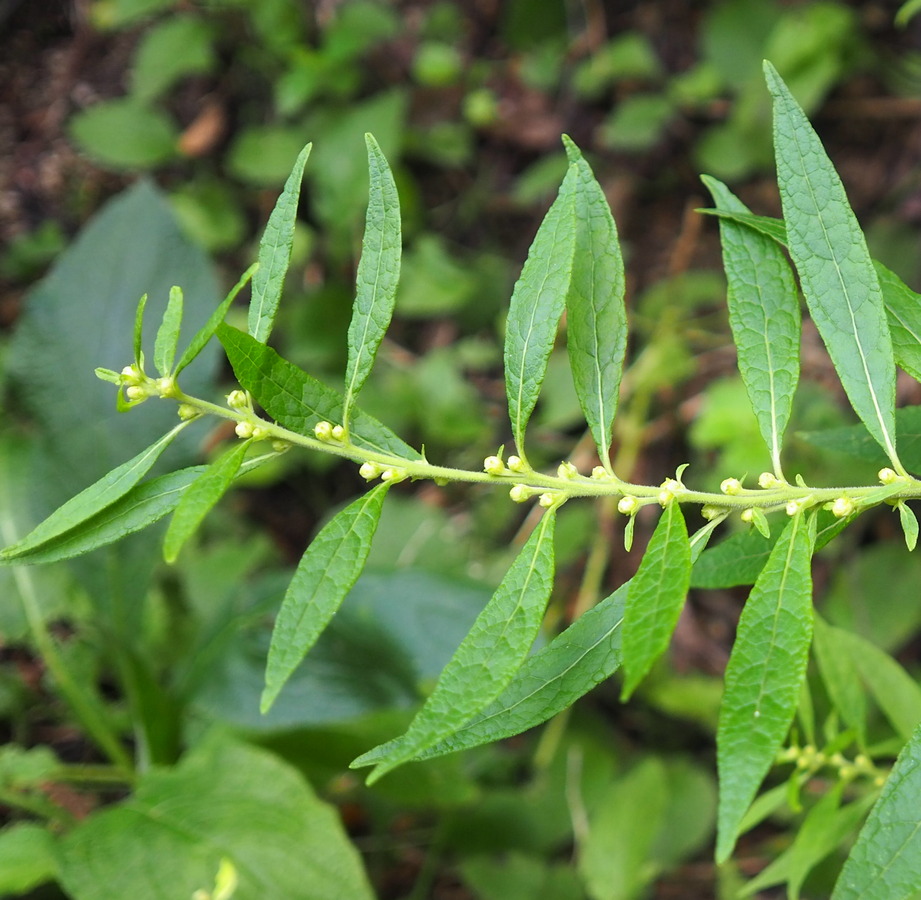 Изображение особи Carpesium abrotanoides.