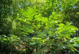 Toxicodendron vernicifluum. Верхушка ветви (вид снизу). Абхазия, г. Сухум, Сухумский ботанический сад. 25.09.2022.
