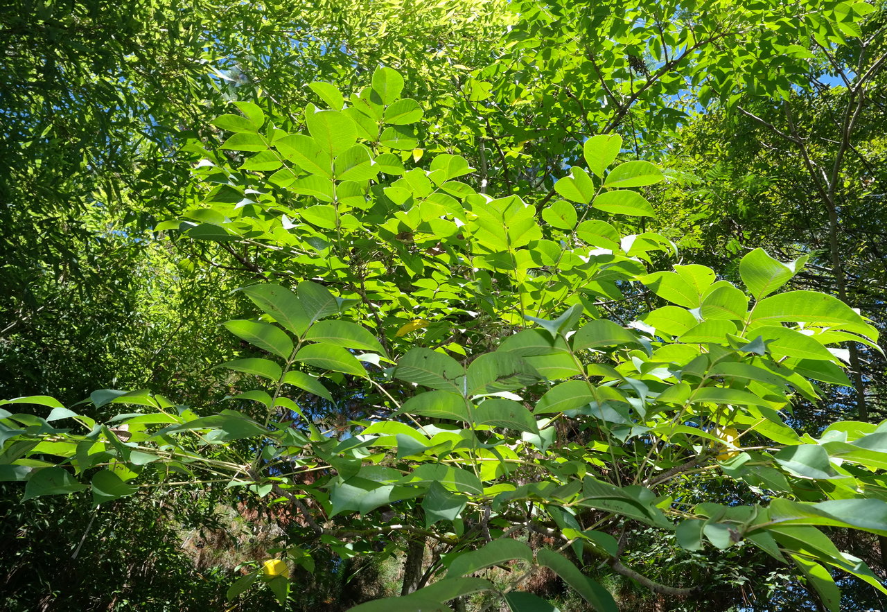 Изображение особи Toxicodendron vernicifluum.