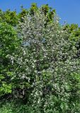 Sorbus graeca. Цветущее дерево. Армения, обл. Арагацотн, гора Арагац, ущелье р. Аркашен, окр. крепости Амберд, ≈ 2300 м н.у.м., опушка широколиственного леса с преобладанием Quercus. 20.06.2022.