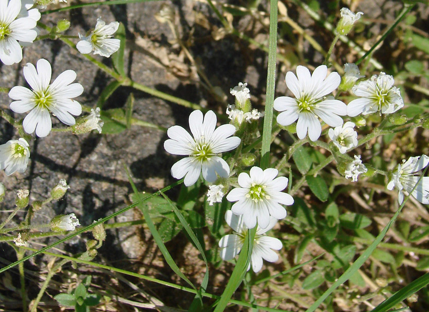 Изображение особи Cerastium arvense.