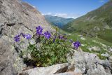 Geranium gymnocaulon. Цветущие растения. Карачаево-Черкесия, Урупский р-н, Кавказский биосферный заповедник, Имеретинский горный узел, сев-вост. склон пика Ставрополь, верхняя стоянка Имеретинской тропы, ≈ 2400 м н.у.м., альпийский луг, в скальной расщелине. 28.07.2022.