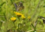 Inula linariifolia. Соцветия-корзинки с кормящейся голубянкой. Приморский край, Уссурийский гор. округ, окр. с. Монакино, поляна в широколиственном редколесье. 13.07.2022.