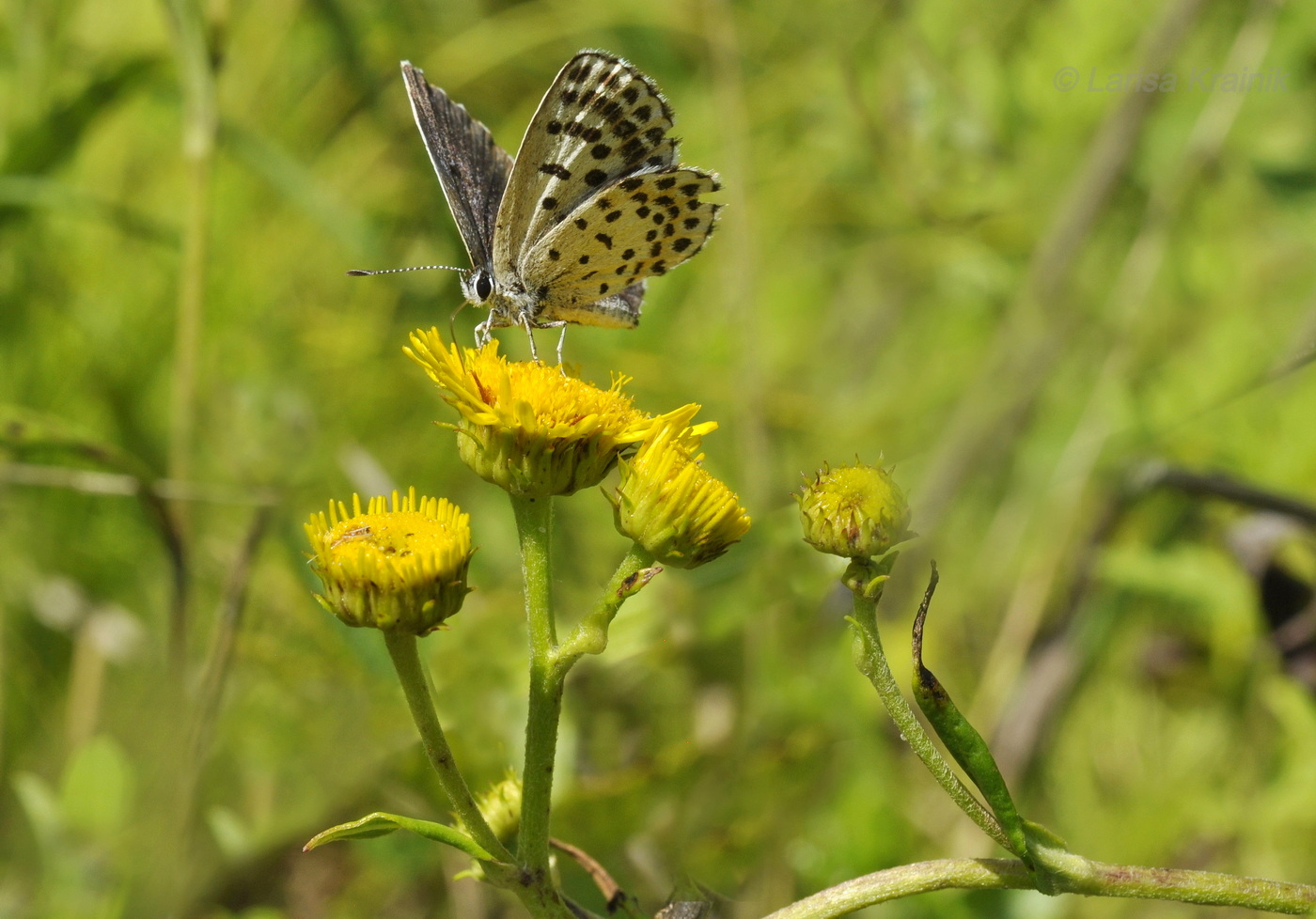 Image of Inula linariifolia specimen.