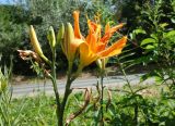 genus Hemerocallis. Верхушка растения с бутонами, цветком и завязывающимися плодами. Приморский край, ГО Партизанск, северные окр. Партизанской ГРЭС, за водоводами около дороги. 26.07.2021.