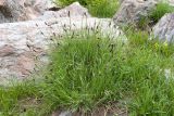 Alopecurus ponticus