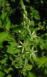 Ornithogalum pyrenaicum