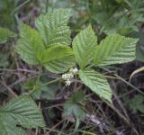 Rubus saxatilis. Верхушка цветущего растения. Владимирская обл., окр. г. Александров, опушка в сосновом бору. 10.06.2022.