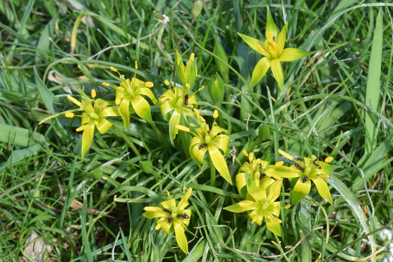 Изображение особи Gagea graminifolia.