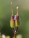 Geranium purpureum. Плоды. Испания, автономное сообщество Каталония, провинция Жирона, комарка Баш Эмпорда, муниципалитет Тороэлья-де-Монгри, окр. часовни Санта-Катерина, куртины молодой поросли Quercus coccifera. 26.03.2023.