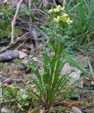 Erysimum repandum