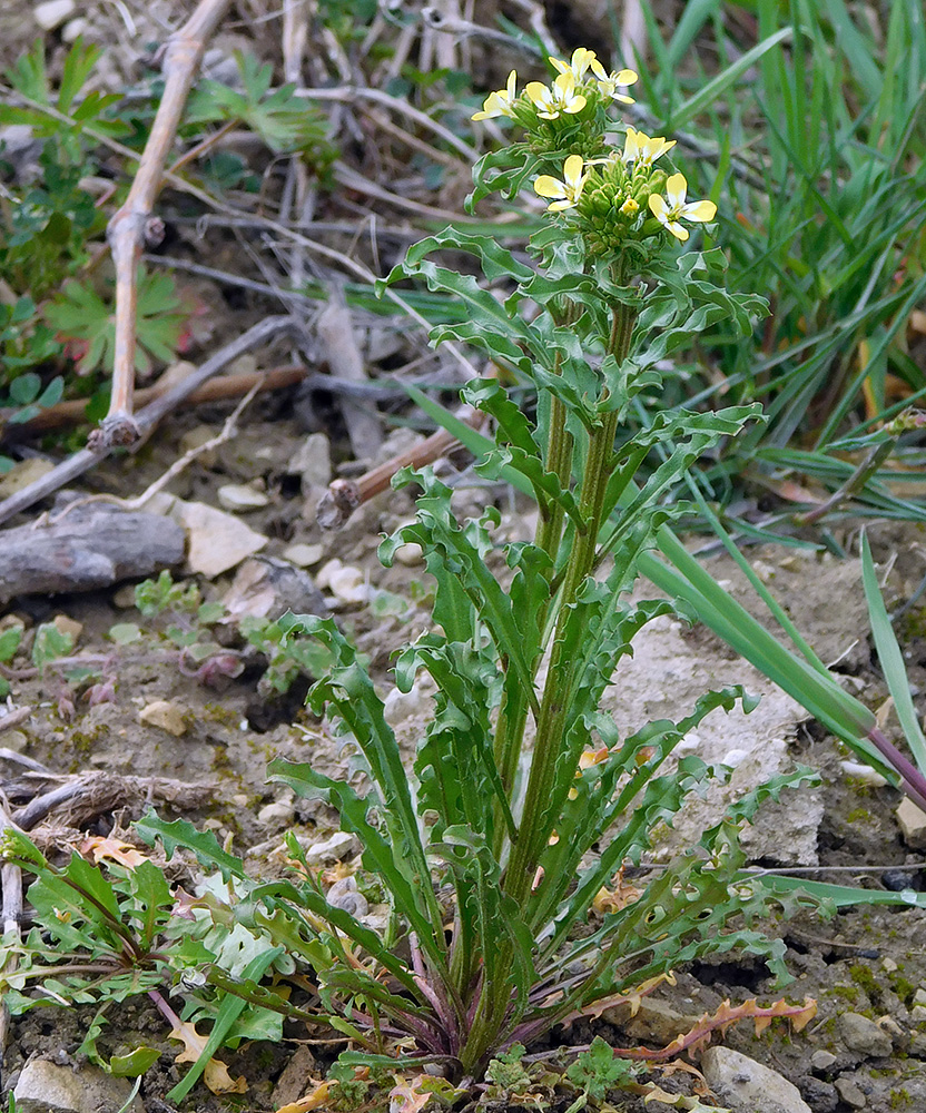 Изображение особи Erysimum repandum.