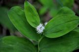 Smilacina dahurica