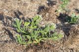 Argusia sibirica