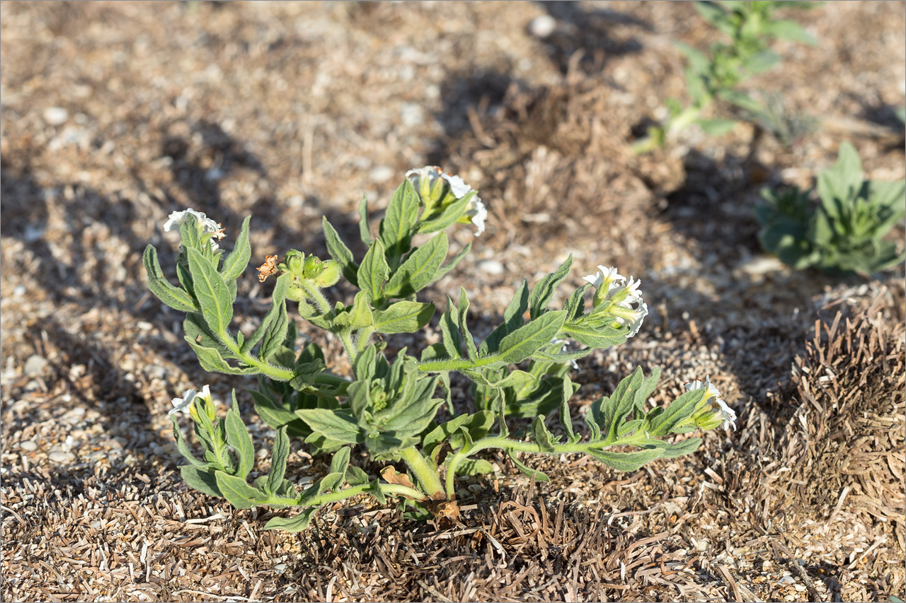 Image of Argusia sibirica specimen.