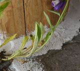 Campanula hohenackeri variety darialica. Часть генеративного побега. Республика Ингушетия, Джейрахский р-н, рядом с альплагерем \"Кязи\"; выс. 1980 м н.у.м., луг. 22 июля 2022 г.