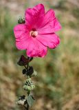 Alcea rosea. Верхушка побега с цветком и плодами. Египет, мухафаза Кена, г. Дандара, в культуре. 07.05.2023.