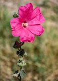 Alcea rosea