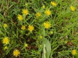 Inula britannica