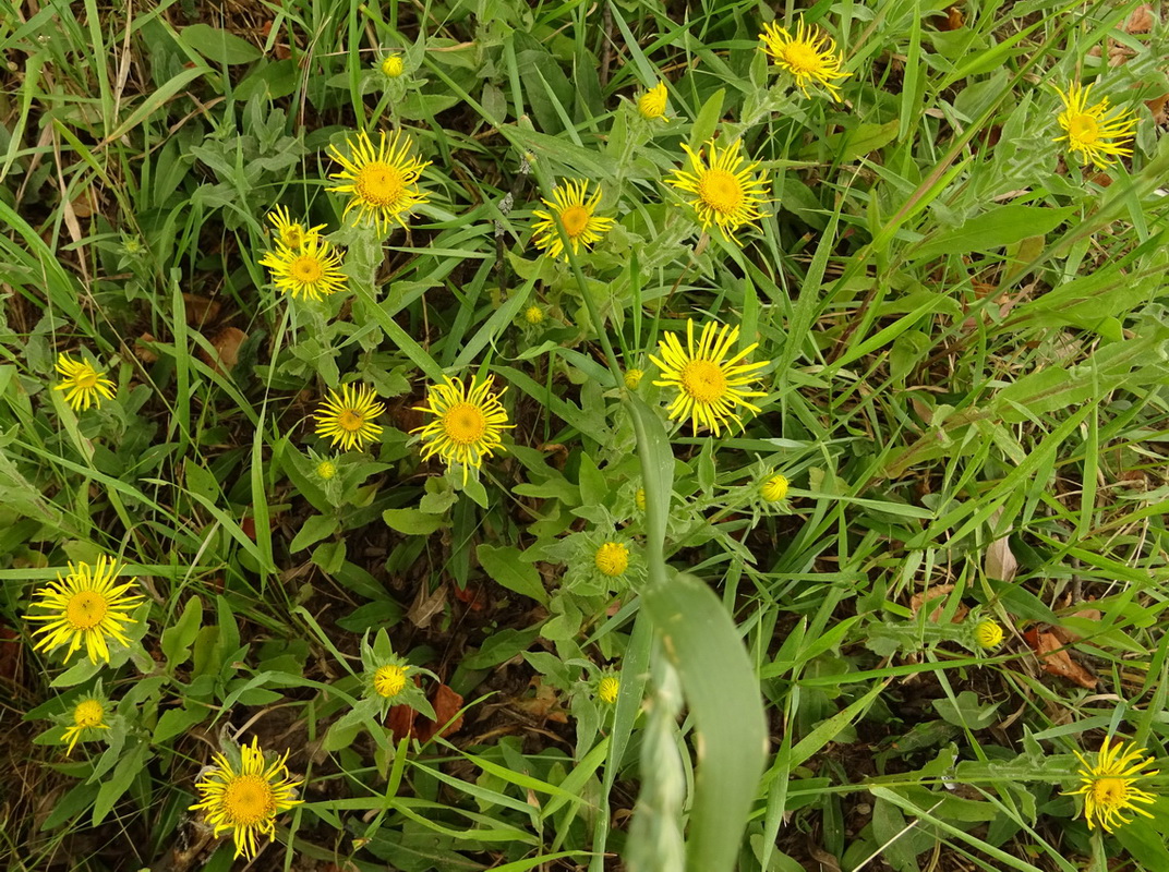 Image of Inula britannica specimen.