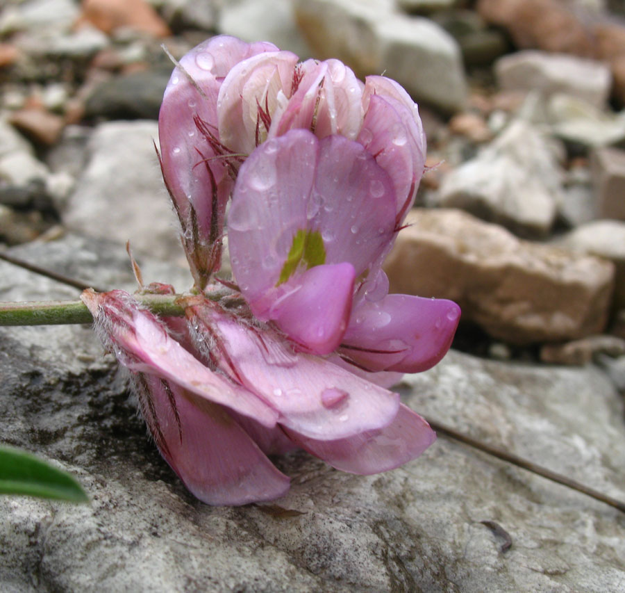 Изображение особи Hedysarum daghestanicum.