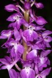 Orchis mascula. Часть соцветия. Республика Дагестан, Кумторкалинский р-н, окр. Буйнакского перевала, хр. Нарат-Тюбе. Разреженный дубовый лес в лощине. 24 апреля 2023 г.