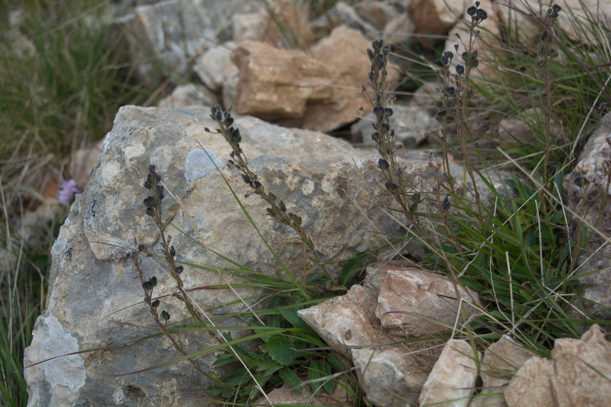 Image of genus Veronica specimen.